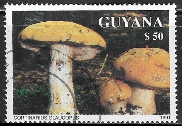 Setas - Cortinarius Glaucopus