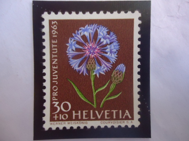 Cornflower (Centaurea ) Cyamus-Serie: Pro Juventud 1963 -  Flore de Prado y Jardín