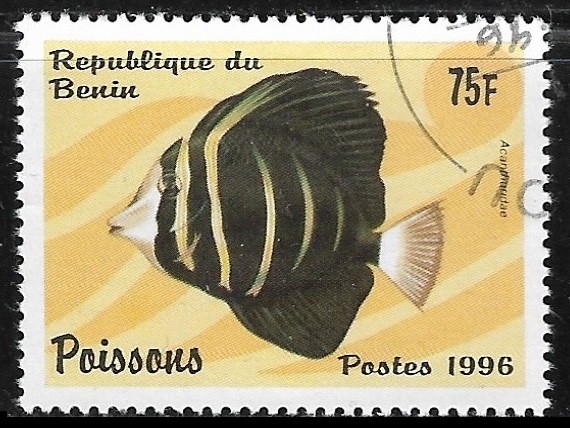 peces - Acanthuridus sp.