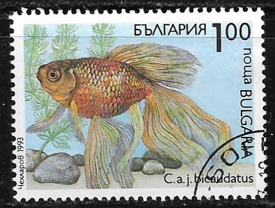 Peces - Carassius auratus bicaudatus