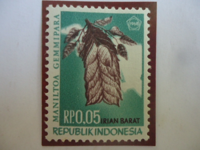 Provincia de Irian Barat -Maniltoa Gemmipara -Indonesia Irian Occidental. 