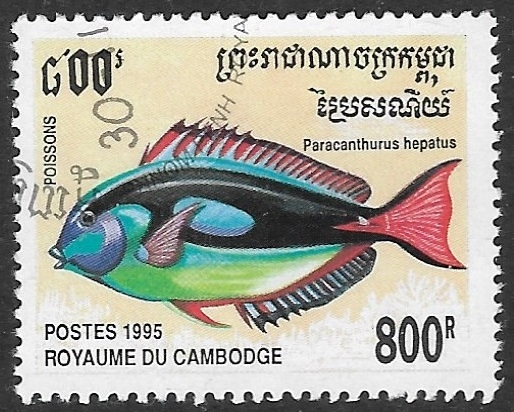 Peces - Paracanthurus hepatus)