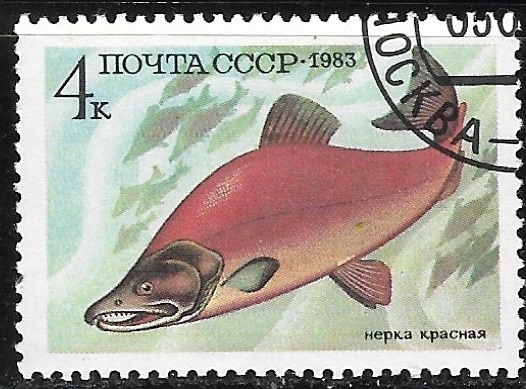 Peces - Oncorhynchus nerka