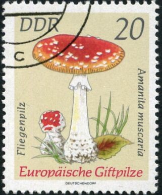 Amanita Muscaria