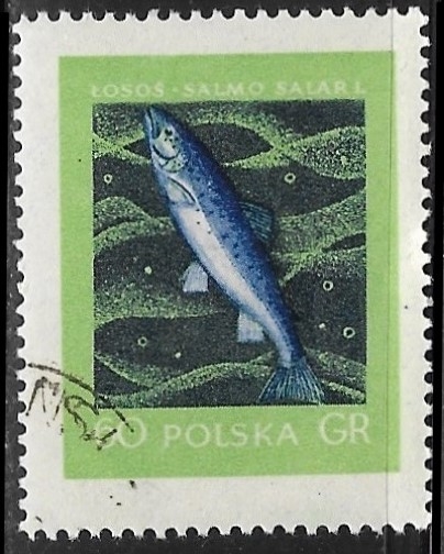 Peces - Salmo salar