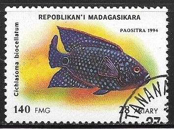 Peces - Cichlasoma biocellatum