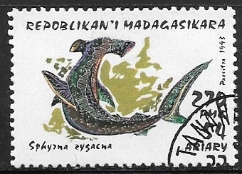 Peces - Sphyrna zygaena