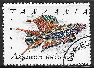 Peces - Aphyosemion bivittatum