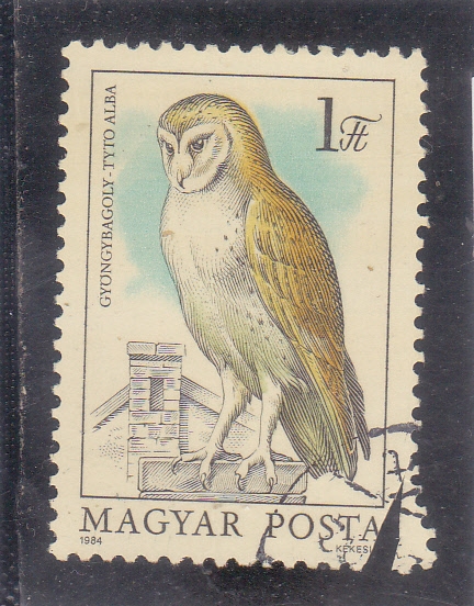 Búho granero (Tyto alba)