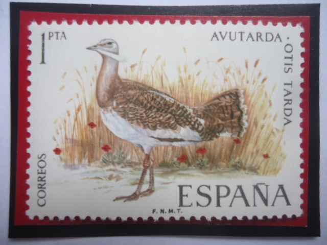 Ed:ES 2036 - Avutarda - Otis Tarda - Serie :Fauna Hispana (1971)