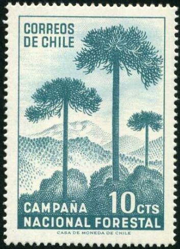 Campaña Forestal