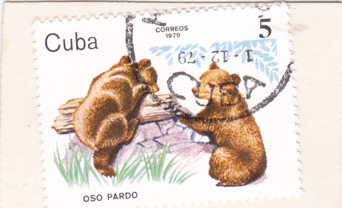 Oso pardo 