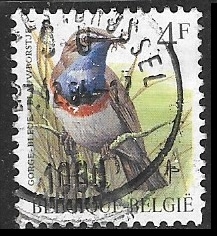 White-spotted Bluethroat 