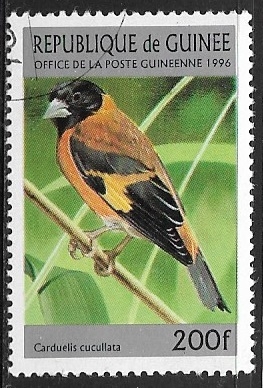 Carduelis cucullata