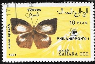 mariposas