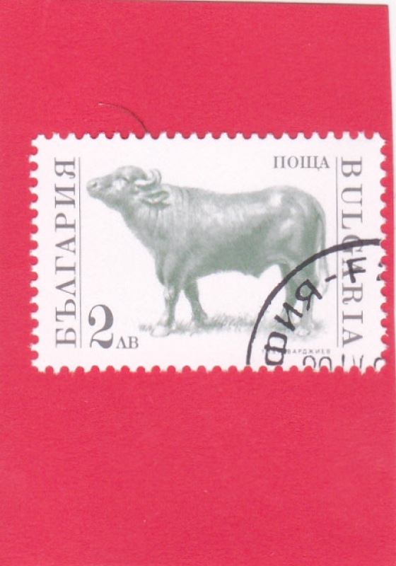 Toro (Bos primigenius tauro)