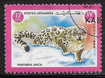 Panthera uncia