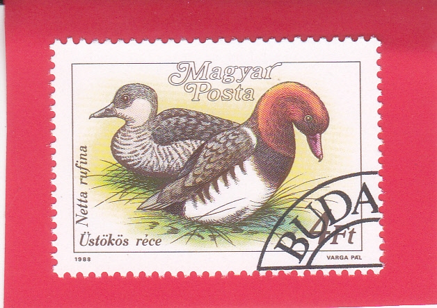 Pochard de cresta roja (Netta rufina)