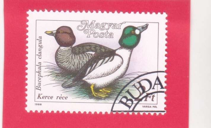  Teal euroasiático (Anas crecca)