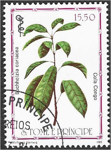 Plantas medicinales 2007, Buchholzia coriacea