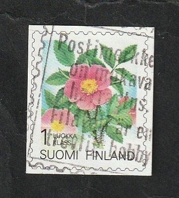 1216 - Rosa acicularis