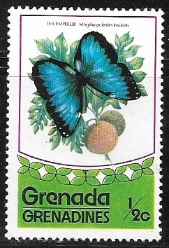 Mariposas - Lycorea ceres