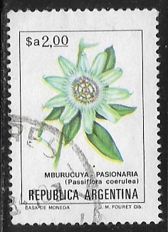 Passiflora coerulea