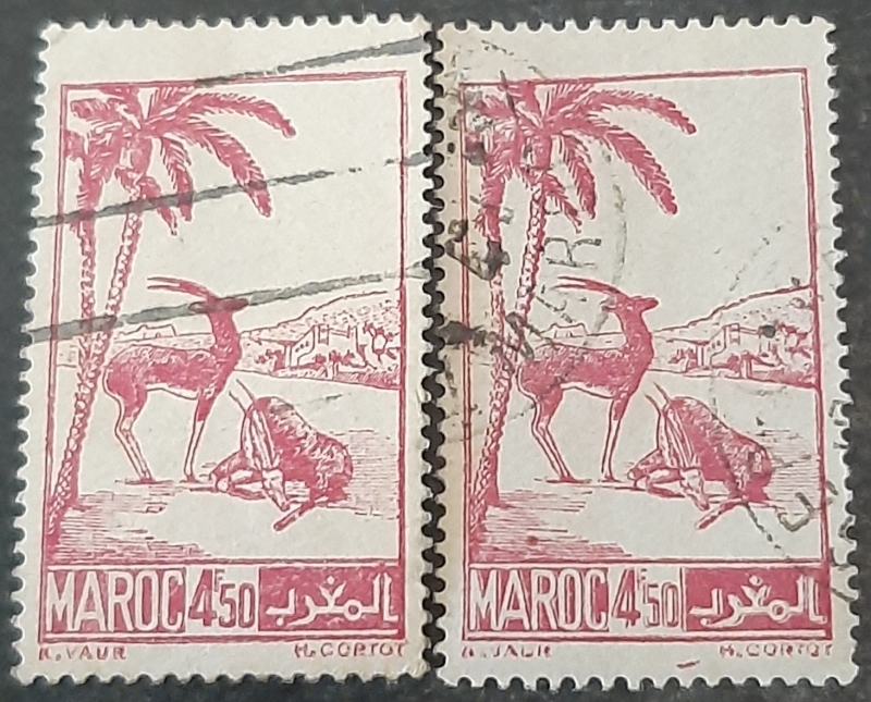 MARRUECOS FRANCÉS 1947. Gacela