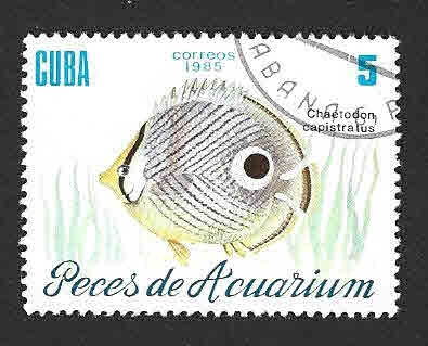 2813 - Peces de Aquarium