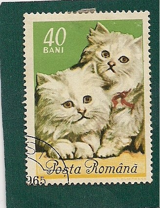 Gatos