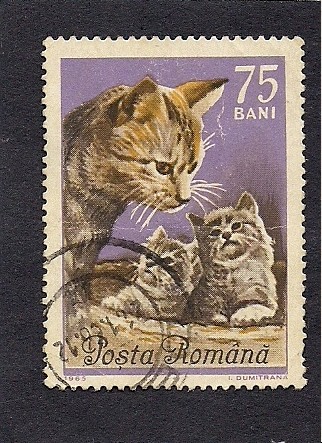 Gatos