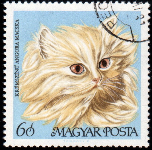 Gatos: Angora crema