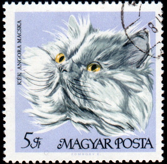 Gatos: Angora azul