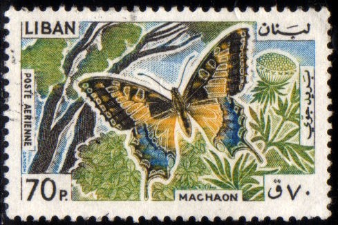 Mariposas : Machaon