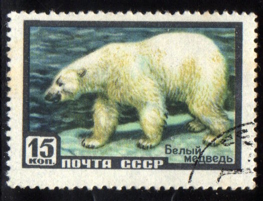 Animales: Oso polar