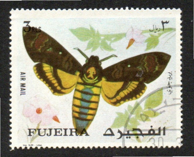 7  FUJEIRA  Mariposa