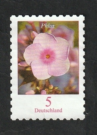 3237 - Flor, Phlox