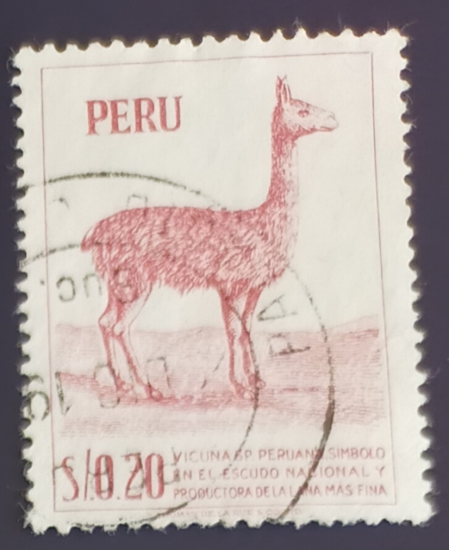 Vicuña