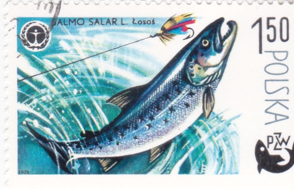 pesca del salmón