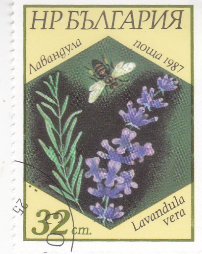 FLORES Lavanda Inglesa (Lavanda Vera)