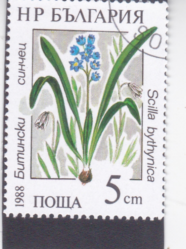 FLORES-Squill de Bitinia (Scilla bithynica)