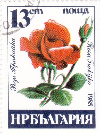 rosas