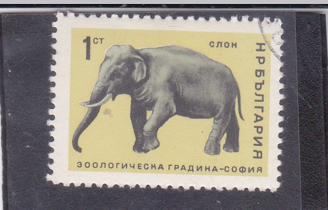 elefante