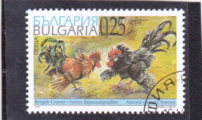 pelea de gallos