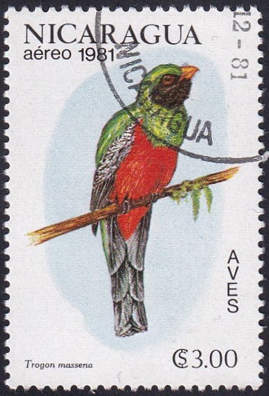 Trogon massena