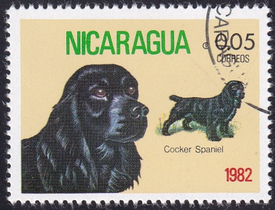 Cocker Spaniel