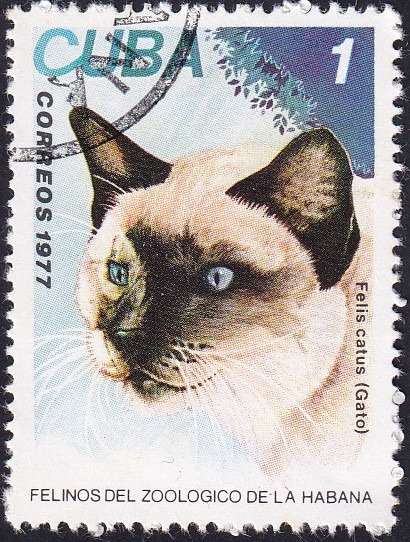 Gato doméstico