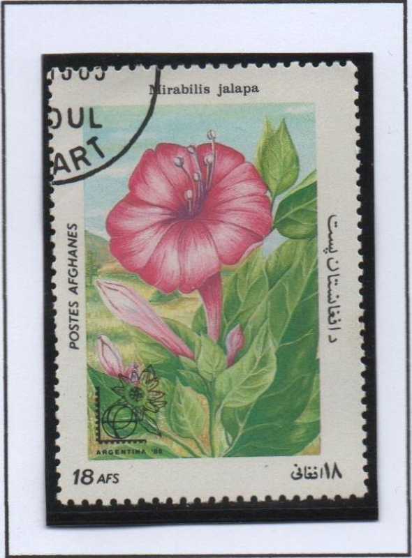 Mirabilis jalapa