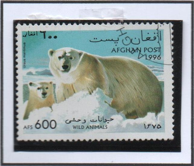 Oso polar