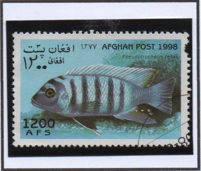 Pseudotropheus cebra